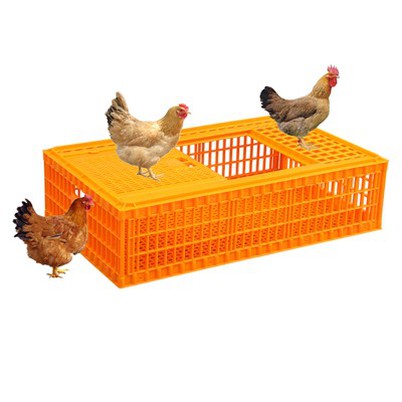 ลังขนส่งสัตว์ปีกพลาสติก